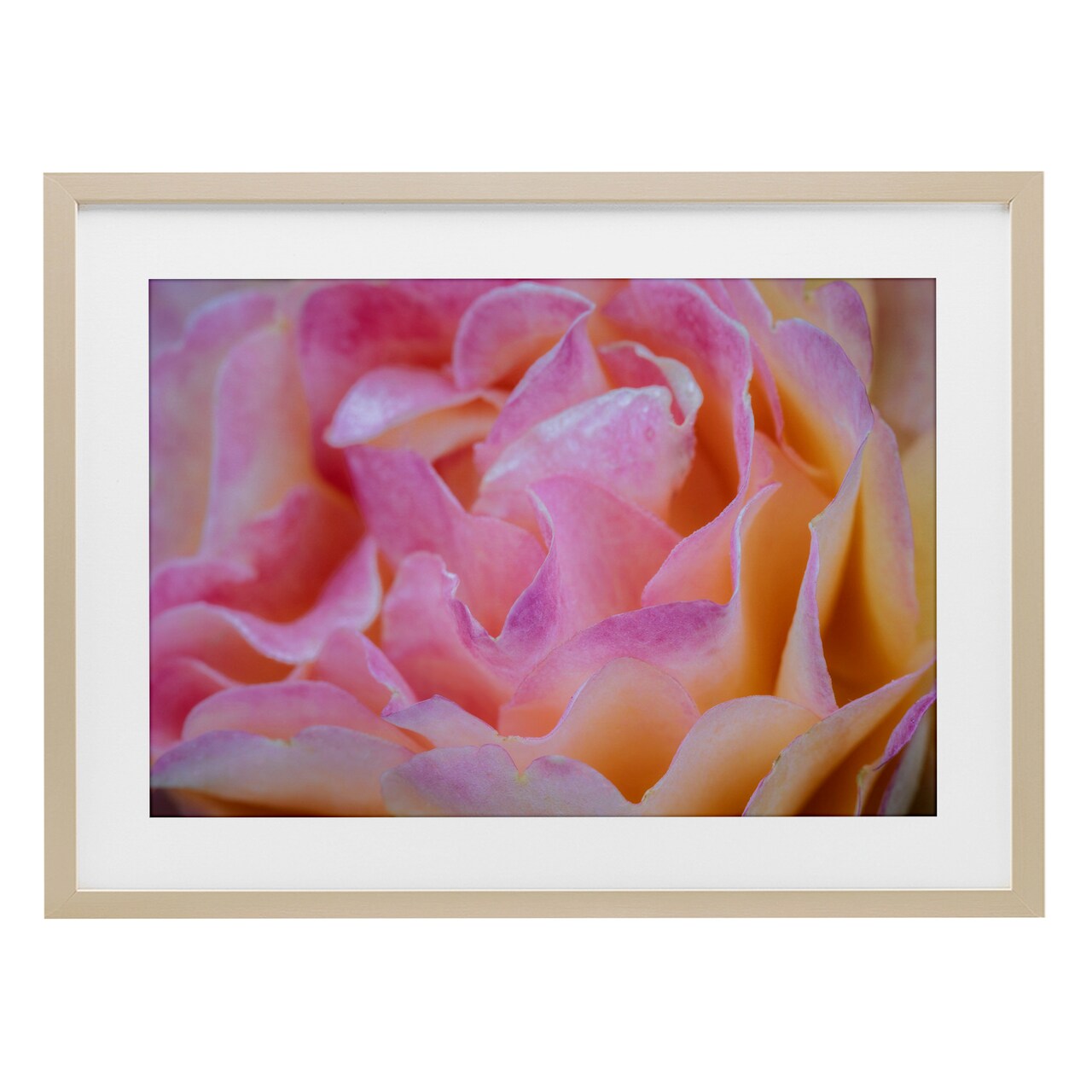 Stupell Industries Pink Floral Petals Palette Framed Print Under Glass, design by James Rodewald